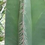 Isolatocereus dumortieri Hoja