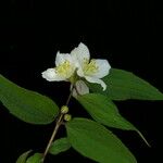 Philadelphus tomentosus आदत