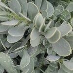 Hertia cheirifolia List
