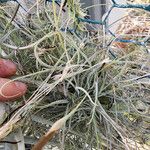 Tillandsia recurvata その他の提案