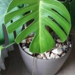 Monstera deliciosa Liść