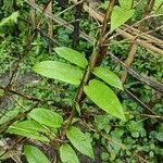 Paederia foetida Blatt