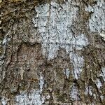 Detarium macrocarpum Rinde
