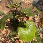 Homalomena rubescens Hoja