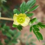 Kallstroemia pubescens Flor