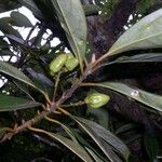 Cryptocarya oubatchensis Fruct
