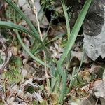 Helictochloa bromoides Libunga