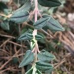 Helianthemum marifolium Lehti