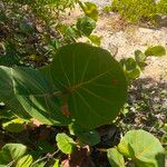 Coccoloba uviferaLeaf