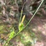 Carex punctata 花