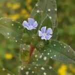 Nonea obtusifolia Kvet