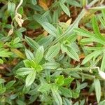 Cerastium scaranii