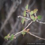 Acalypha californica Vekstform