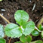 Fragaria chiloensis Leaf