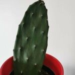 Opuntia triacanthos Folha