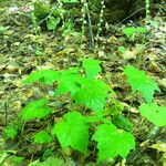 Mitella diphylla Hábitos