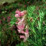 Vicia cusnae Annet