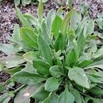 Rumex acetosella Leaf