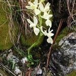 Orchis provincialis Flor