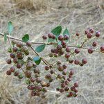 Lawsonia inermis Fruit