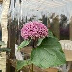Clerodendrum bungei Кветка