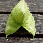 Staphylea pinnata Mbuma