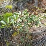 Thiollierea laureana Habit