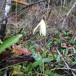 Erythronium oregonum Hábito