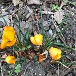 Crocus chrysanthus Květ