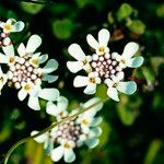 Iberis procumbens Blodyn