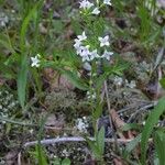 Stenaria nigricans Habit