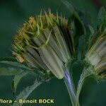 Bidens vulgata Frukt