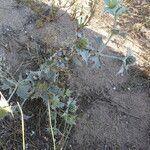 Eryngium maritimum Hàbitat