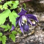 Clematis macropetala Blomst