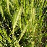 Hordeum murinum Fleur