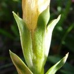 Gentiana occidentalis Flower