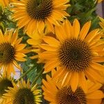 Echinacea purpurea Flower