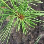 Pinus bungeana Leaf