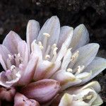 Allium obtusum Цветок