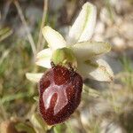 Ophrys exaltata Квітка