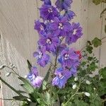 Delphinium elatumFlower