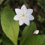 Lysimachia europaea Fleur