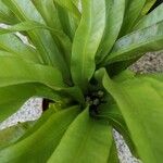 Asplenium antiquum Leaf