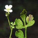 Cardamine graeca Autre