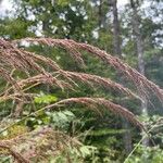 Sorghastrum nutans Fruit