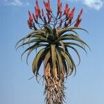 Aloe excelsa Blodyn