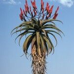 Aloe excelsa Цветок