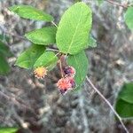 Amelanchier canadensisFruit