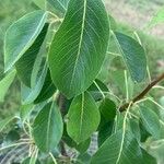 Pyrus communis Blad