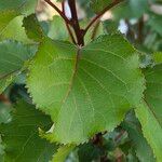 Prunus armeniaca Leaf